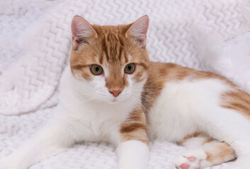 A red and white cat is lying on the bed on a white blanket. Looks at the camera. Postcard, wallpaper, notepad. Soft focus. Close up.