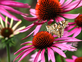 Vanessa cardui auf Echinacea purpurea
