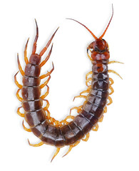 giant centipede isolated on white background