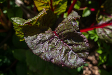 Swiss chard with Cercospora Leaf Spot on it ruining harvest. Home gardening issues