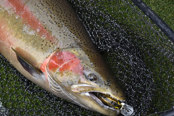 A colorful male steelhead 