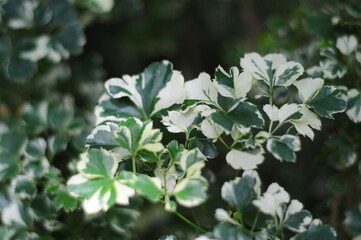 Fototapeta na wymiar Polyscias leaves