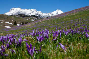 Obraz premium Spring landscape with blooming flowers and mountains