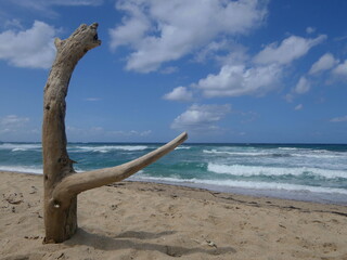 Treibholz am Strand auf Sardinien