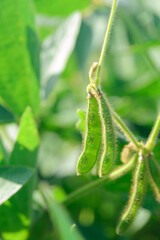Glycine max forage and technical culture in the field. Agricultural business