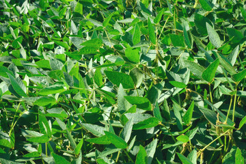 Glycine max forage and technical culture in the field. Agricultural business