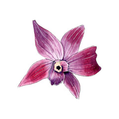 Fototapeta na wymiar Hand painted watercolor tropical orchid flower.