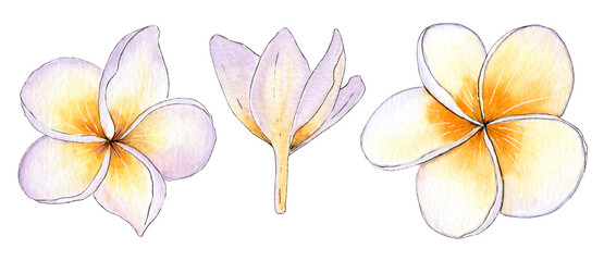 Hand painted watercolor plumeria flowers, frangipani flowers.