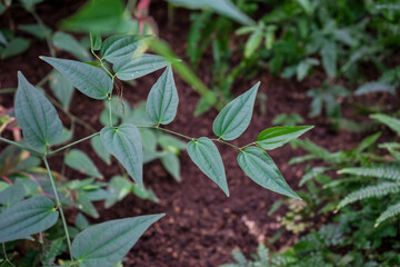 Snapshot from the The Aktiengesellschaft Cologne Zoological Garden in Cologne, HIGH ANGLE VIEW OF LEAVES ON FIELD