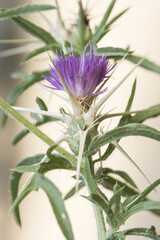 Fototapeta premium Centaurea calcitrapa red star-thistle spiky plant with beautiful purple-pink flowers surrounded by huge light yellow spines on a defocused yellowish-brown background