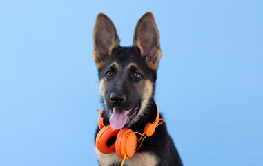 Dog german shepherd puppy in headphones, light blue isolated background. The concept of pets listen to music