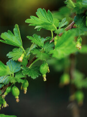 Small gooseberries on a spring bush