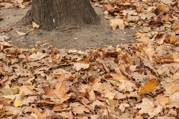 Yellow fallen maple leaves lie on the ground near the tree