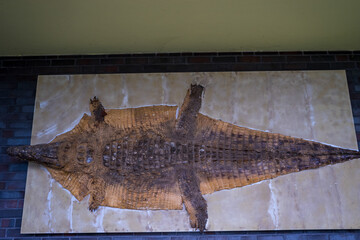 hide of alligator crocodile on wall