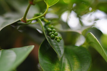 green pepper