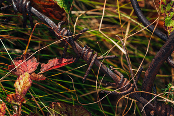 old rusty barbed wire in a thicket of green plants in summer
