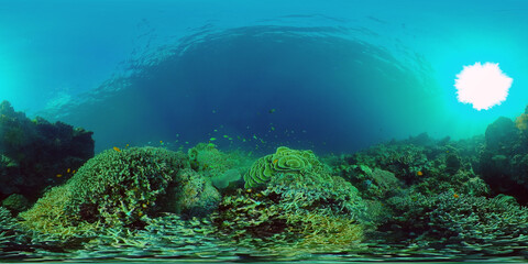 Tropical fishes and coral reef at diving. Beautiful underwater world with corals and fish. 360 panorama VR