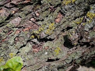 bark of a tree