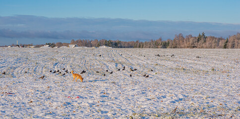 A homeless dog runs across a snow-covered field.