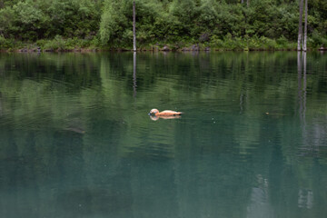 a wild duck swims in the lake on a summer day