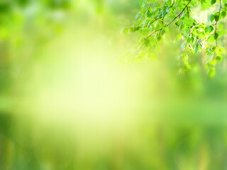 Fototapeta na wymiar Summer green natural blurred background 