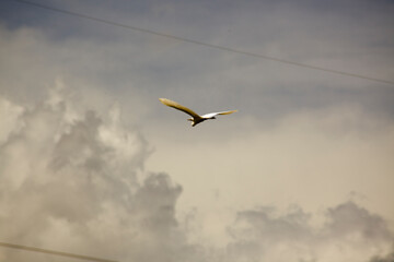 seagull in flight