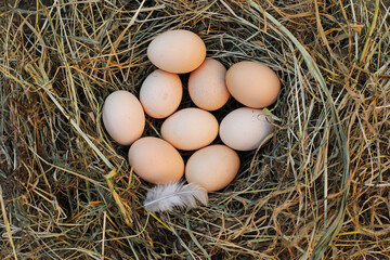 eggs in the nest, eggs in the hay	
