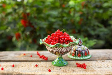 red berries on a branch, red currant bush