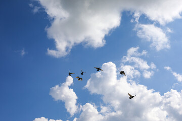 birds in the sky, birds flying in the sky	