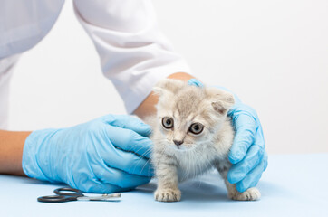 Kitten vet examining. Striped gray cat in doctor hands on color blue background. Kitten pet check up, vaccination in veterinarian animal clinic.Health care domestic animal. Copy space
