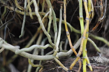 roots of a tree in the forest
