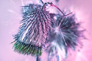 Beautiful abstract flower burdock on a colorful background. Minimalism retro style concept....