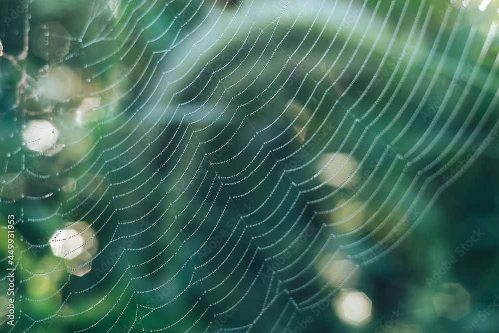 Poster cobweb or spider's web against a natural background, dew drops on a spider .