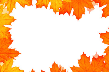 Naklejka na ściany i meble Bright colorful autumn leaves. maple