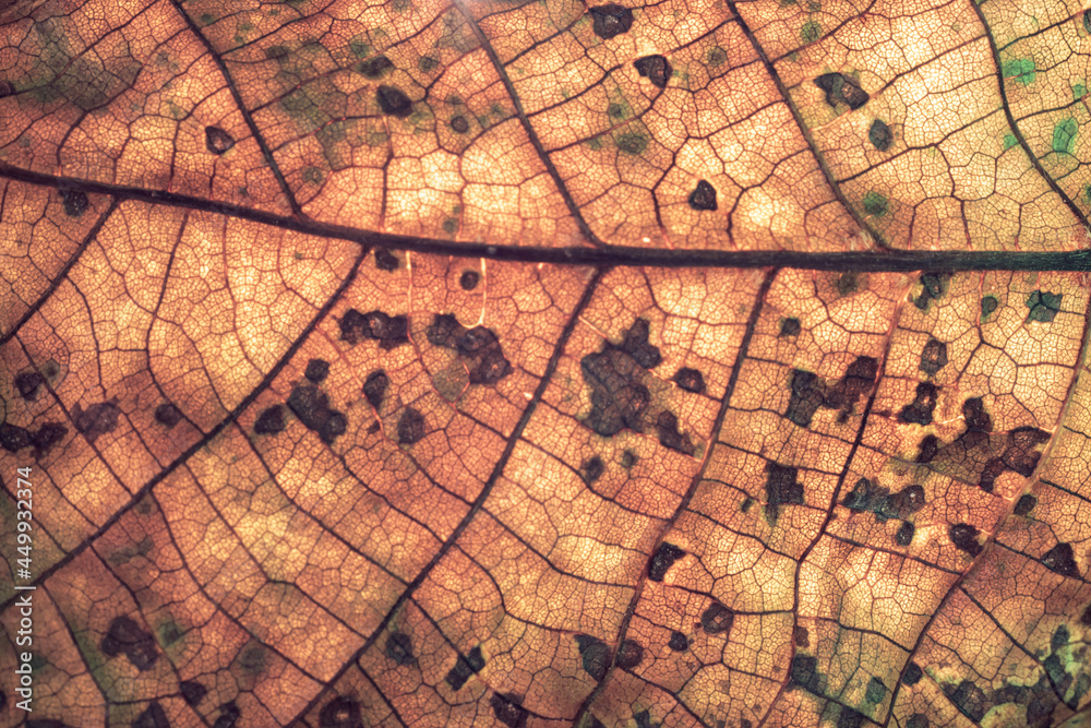 Poster close up detail of a brown leaf plant. beautiful background pattern for design. macro photography vi