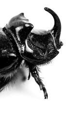 Rhinoceros Beetle macro picture on white background