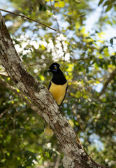 South American wildlife. Birdwatching. Closeup view of a colorful Cyanocorax chrysops, also known as Plush-crested jay, sitting on a branch in the tropical forest.