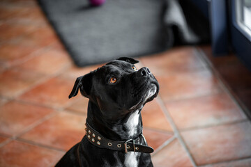 Ein American Staffordshire Terrier mit strahlendem Blick