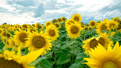 Picture of beautiful yellow sunflowers in the evening. Blue sky with white and grey clouds