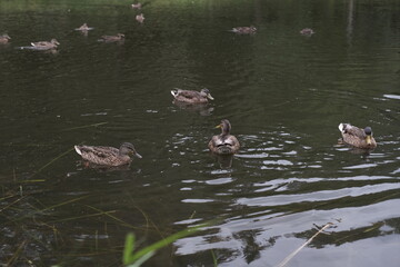 family of ducks