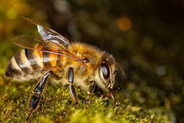 Honey bee collects water on the moss.