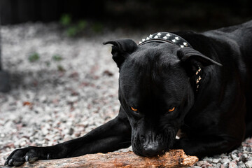Ein American Staffordshire Terrier mit ernstem Blick