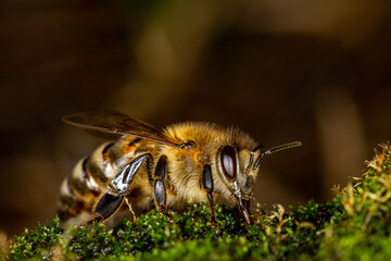 Honey bee collects water on the moss.