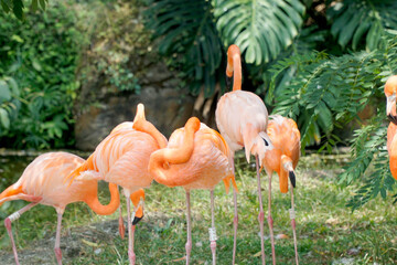 Cali, Colombia; August 07 2021: People enjoy visiting the zoo of Cali, with a lot of birds, tigers, lions, monkeys, bears and butterflies.