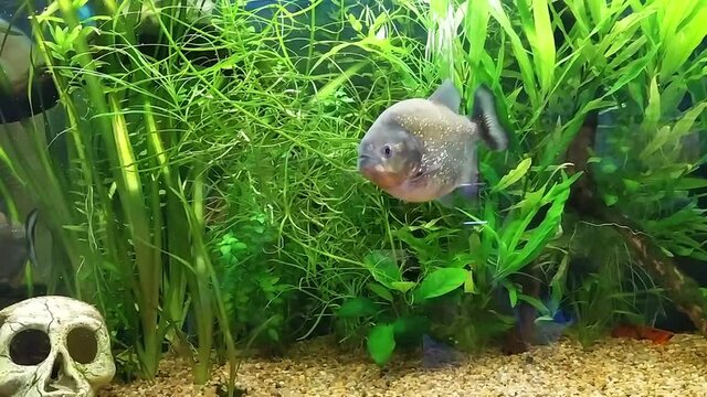 small predatory dangerous fish piranha, video