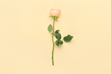 Obraz premium Beautiful peony rose on color background