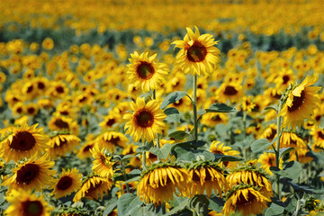 Fototapeta premium Landscape of agricultural field with yellow sunflowers