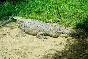 Cali, Colombia; August 07 2021: People enjoy visiting the zoo of Cali, with a lot of birds, tigers, lions, monkeys, bears and butterflies.