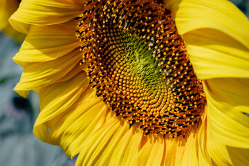 Close up of a yellow sunflower in the farmer's field