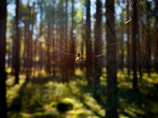 Fototapeta Pająk czeka na ofiarę w centrum rozpostartej pomiędzy drzewami sieci pajęczej. Jesienny krajobraz lasu. obraz